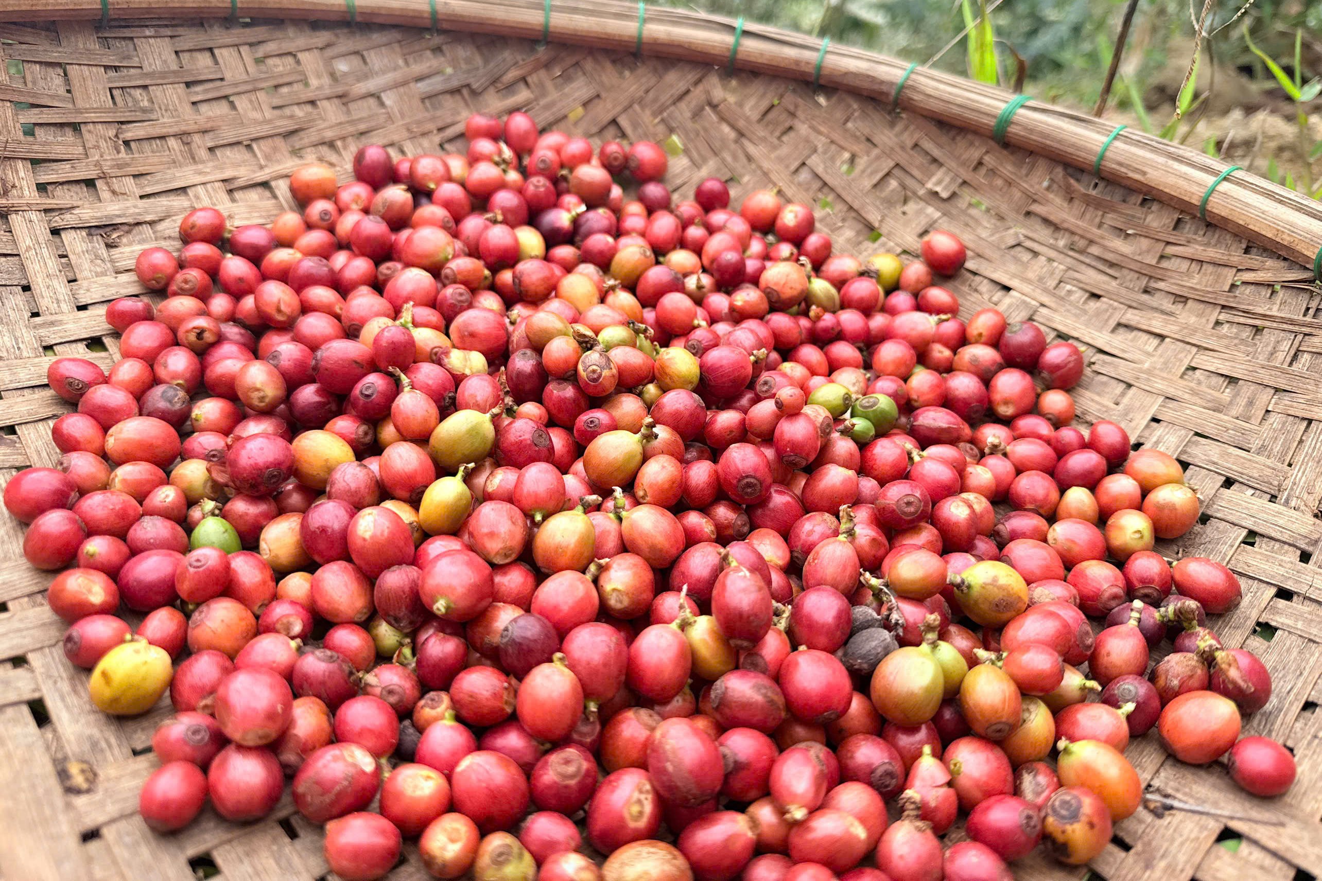 Hái cà phê chín đỏ
