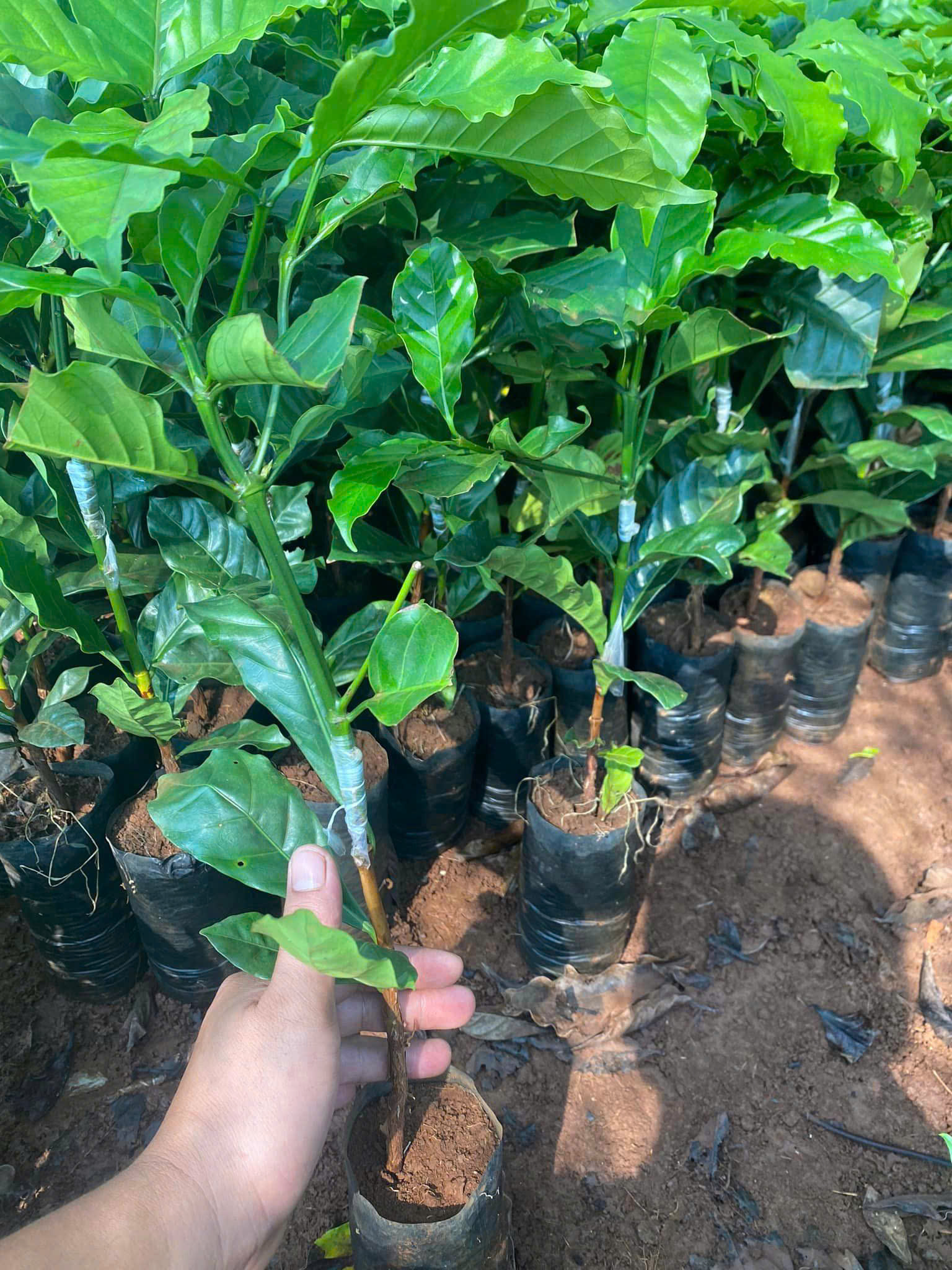 Trồng cà phê dưới tán rừng